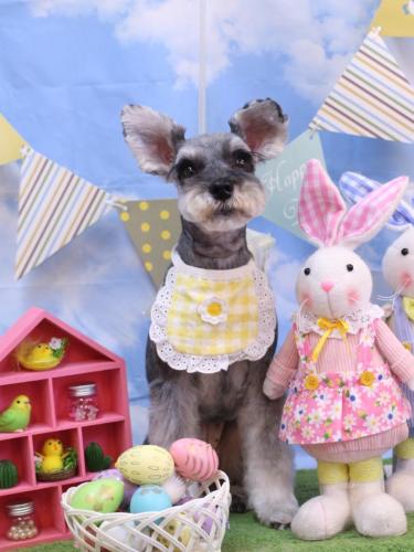 20240327むぎちゃん